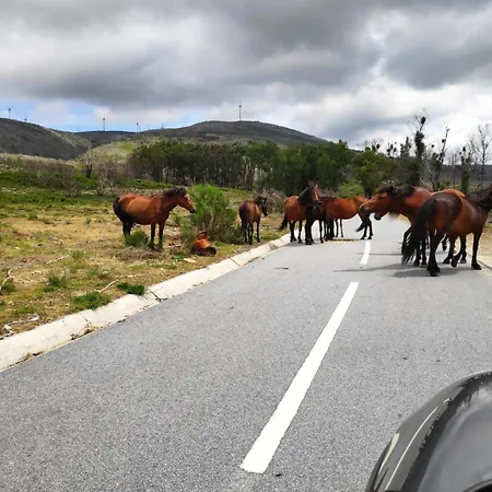 Canastro Do Castanheiro *