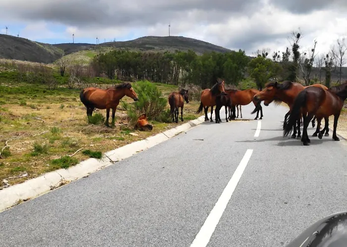 Canastro Do Castanheiro *